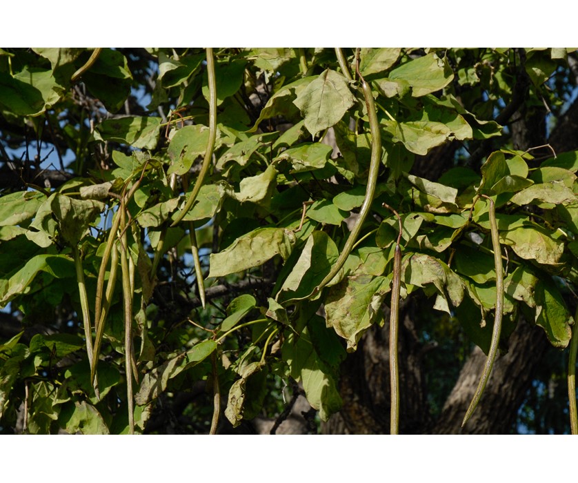 Western Catalpa